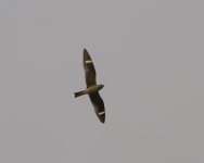 014-Nighthawk-090326.jpg