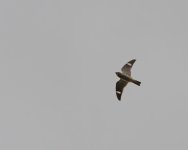 137-Nighthawk-090326.jpg