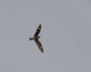 015-Nighthawk-090326.jpg
