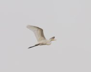 057-Nighthawk-090326.jpg