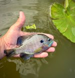IMG_0131.jpeg