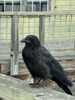 IMG_8465.jpeg IMG_8465.jpeg