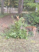 DeerEatingVineMaples2463.jpg DeerEatingVineMaples2463.jpg