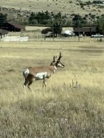 buck 1.jpeg