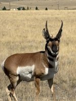 buck 2.jpeg