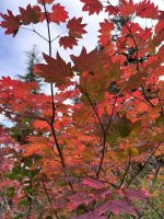 IMG_7825.jpeg