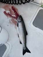 IMG_4238.jpeg