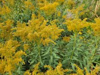 20260911_115715 Goldenrod.jpg 20260911_115715 Goldenrod.jpg