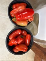 IMG_2396.jpeg