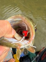 IMG_3204.jpeg