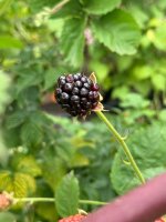 IMG_1063.jpeg