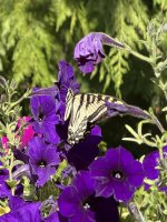 IMG_2208.jpeg