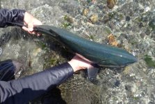 Big Migratory Beach Coho 2026 2.jpg Big Migratory Beach Coho 2026 2.jpg