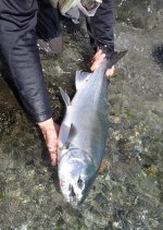 Big Migratory Beach Coho 2026 3.jpg Big Migratory Beach Coho 2026 3.jpg