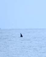 DSC_8212.JPG