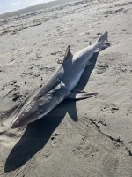 IMG_7618.jpeg