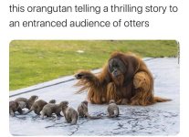 Otter orangutang.jpg
