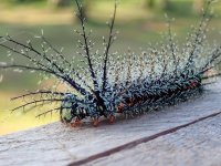 Pluma12.jpg Pluma12.jpg