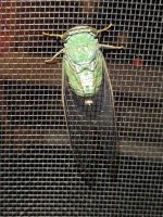 Pluma14.jpg Pluma14.jpg
