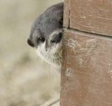 Ottercorner.jpg
