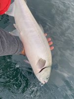 IMG_4398.jpeg