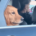 dog-side-eye-rolling-window-up.gif