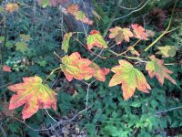 IMG_1819.jpeg