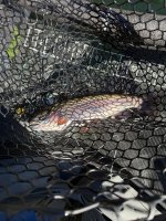 IMG_4178.jpeg