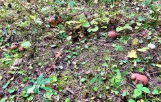 IMG_8821.jpeg