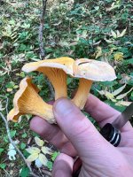 IMG_8798.jpeg