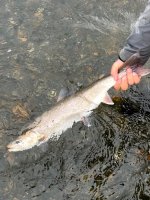 IMG_9111.jpeg
