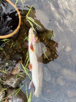IMG_7340.jpeg
