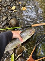 IMG_7344.jpeg