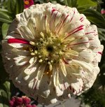 IMG_4558.jpeg