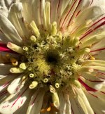 IMG_4559.jpeg