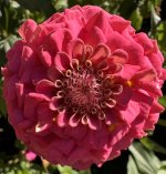 IMG_4562.jpeg