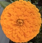 IMG_4564.jpeg