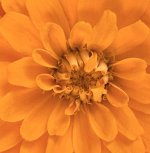 IMG_4564.jpeg