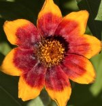 IMG_4566.jpeg