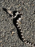 IMG_4017.jpeg