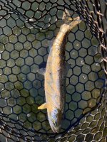 IMG_2945.jpeg