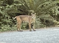 bobcat.jpg