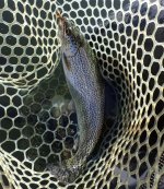 IMG_8733.jpeg IMG_8733.jpeg