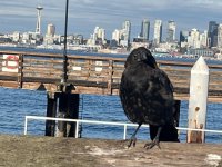 IMG_7719.jpeg