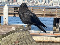 IMG_7726.jpeg