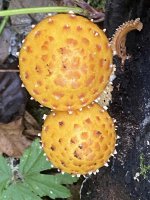 Pholiotaauriviella2772.JPG