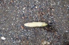 IMG_8774.jpeg