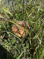 IMG_6369.jpeg