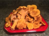 IMG_0726.jpeg