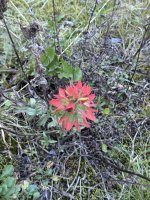 IMG_1896.jpeg
